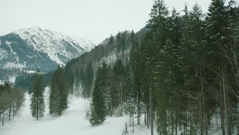 Schneebedeckte-Berge-Ragen-Im-Winter-über-Einen-Ruhigen-Kiefernwald,-Luftaufnahme