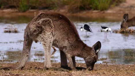 canguros pastan cerca de un lago en australia