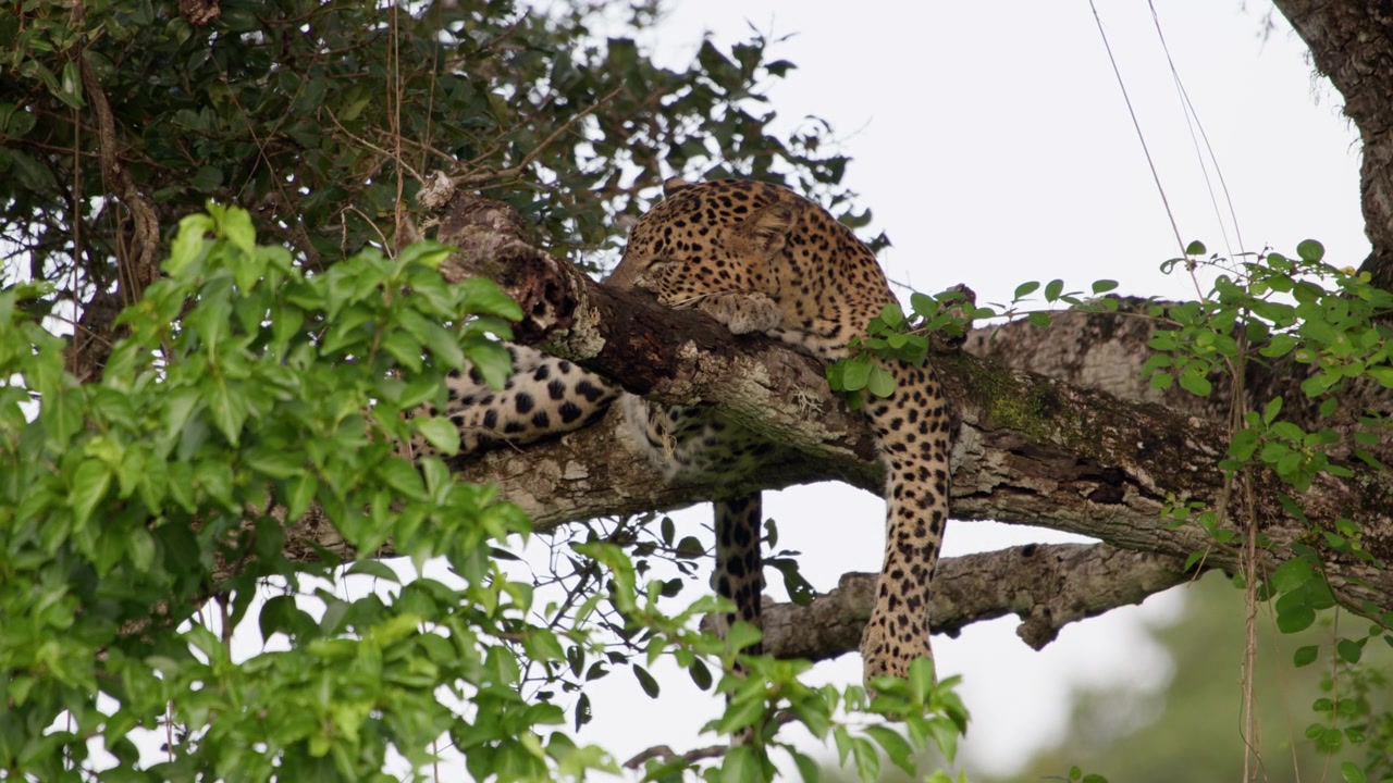 A Sri Lankan leopard sleeps across a thick tree branch with its legs hanging down, surrounded by lush green foliage in its natural forest habitat.