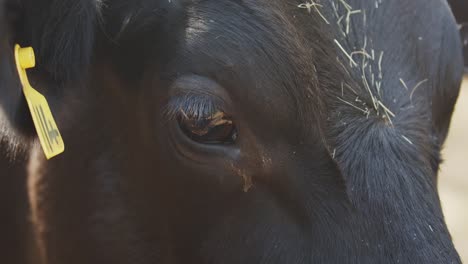 close up of dairy cow, blinking fly away