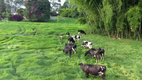 aerial dolly cinematic shot of holstein cows grazing on green meadows ready to produce organic milk
