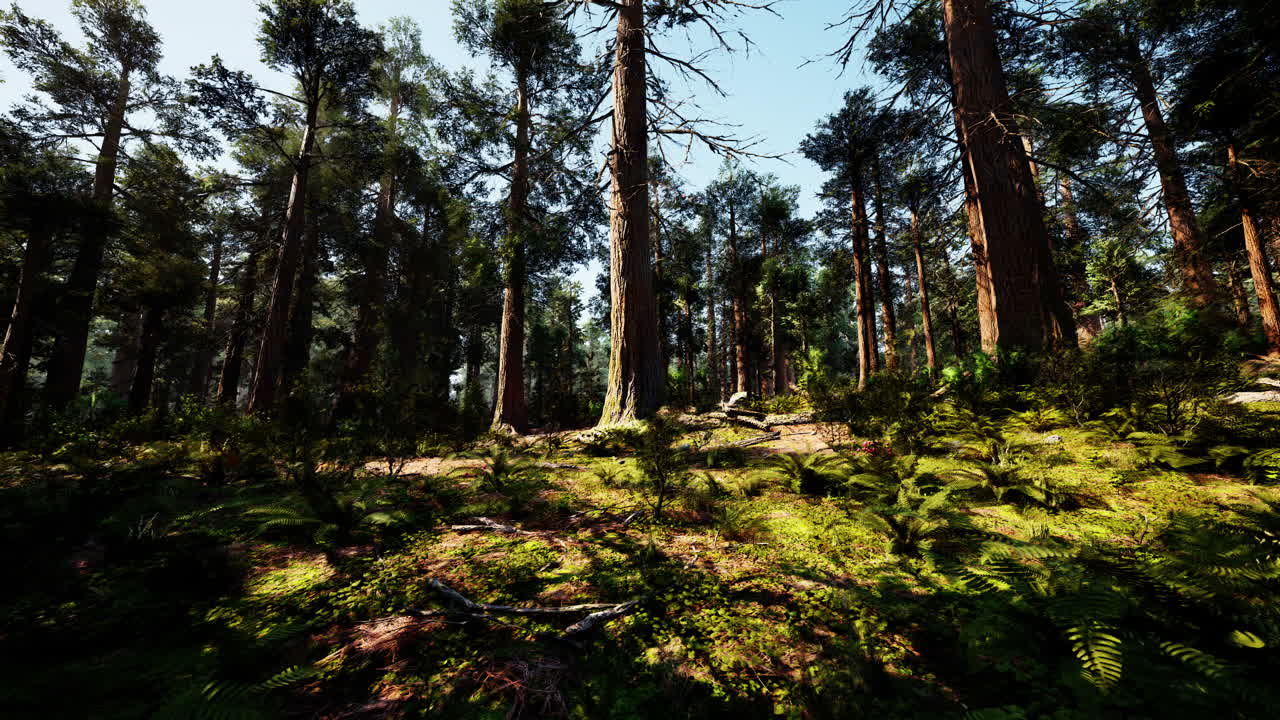 árboles altos en un exuberante bosque de sequoias