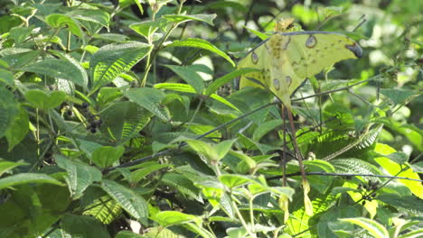 Madagascan-comet-moth-long-shot-shot-of-butterfly-sitting-motionless-in-a-green-bush-during-sunny-day