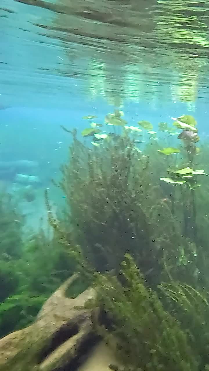 Clear water reveals vibrant underwater ecosystem