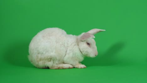 white rabbit on green screen