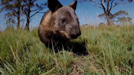 wombat in australian grassland