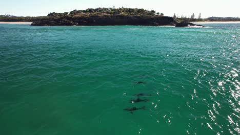 bottlenose dolphins near fingal headland in nsw, australia - drone shot