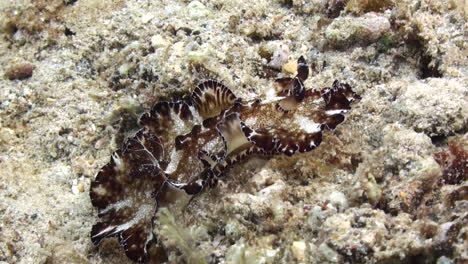 Nudibranquio-Discodoris-Boholiensis-Alias-Platelminto-Discodoris-En-El-Fondo-Arenoso-Se-Arrastra-De-Izquierda-A-Derecha,-Primer-Plano-Que-Muestra-Todas-Las-Partes-Del-Cuerpo