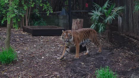 lone endangered tiger walking inside its zoo enclosure