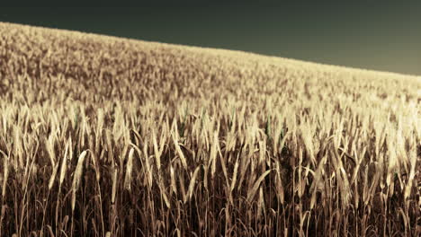 ripening ears of rye in a field