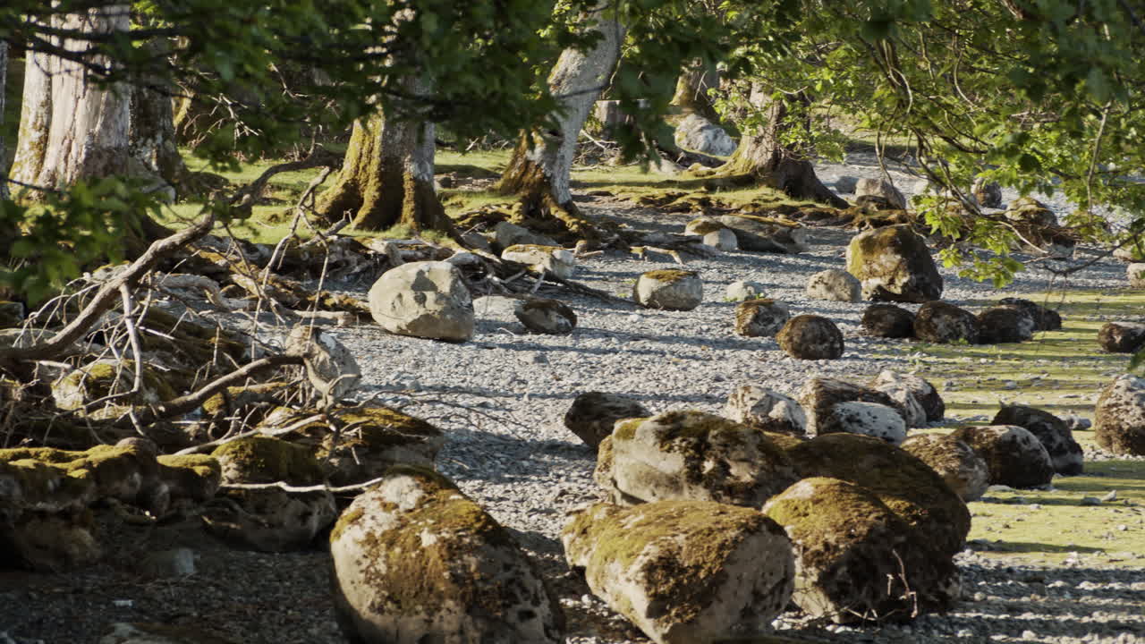 Panning shot of rocky Beach with tree leaves foreground on Derwentwater, Cumbria
