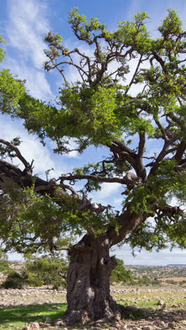 argan-tree-landscape-in-atlas,-morocco-in-vertical