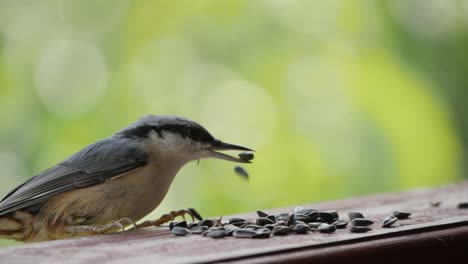 Eurasian-nuthatch-take-two-sunflowers-from-balcony-rail