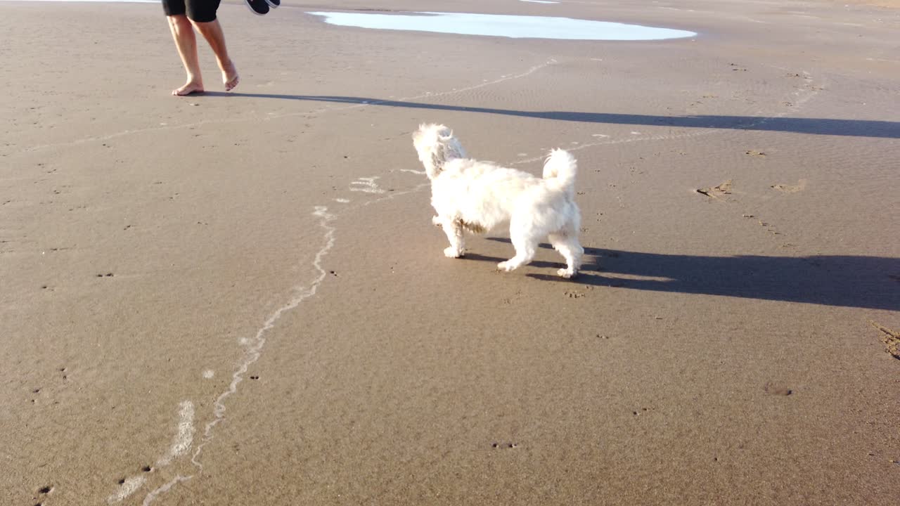 Prospettiva in prima persona di un felice Shih Tzu, stile pechinese, che passeggia sulla sabbia della spiaggia, giocoso e allegro