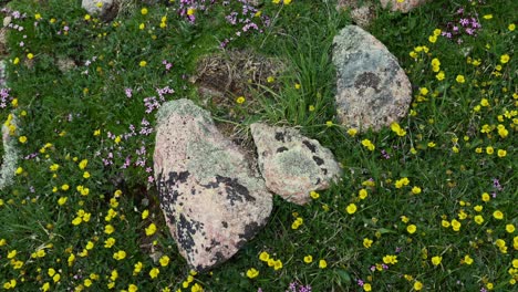 rocks and colorful wildflowers in a grassy field
