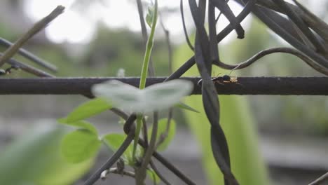 pequeña hormiga negra llevando comida a su nido sobre una valla de alambre a cámara lenta