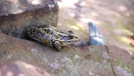 Una-Rana-Pickerel-Ajusta-Su-Postura-Mientras-Se-Sienta-Junto-A-Un-Estanque