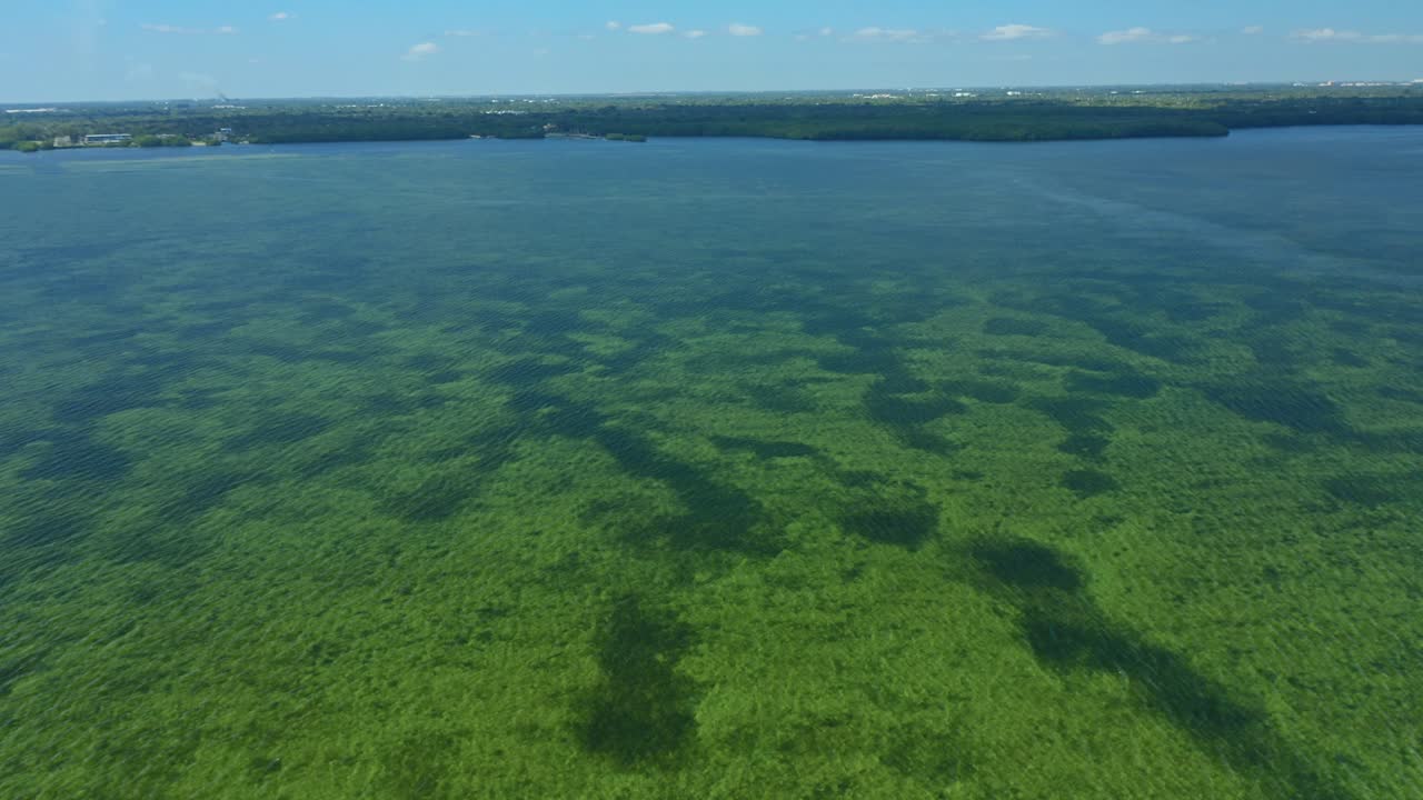 Le distese di zostere poco profonde si estendono attraverso la Biscayne Bay vicino a Miami, in Florida, formando chiazze di verde scuro sotto l'acqua limpida, mentre una costa lontana si staglia all'orizzonte