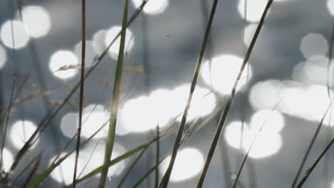 Blurry-sun-flares-on-the-river's-surface