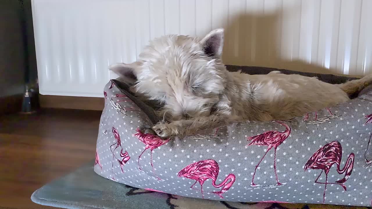 귀여운 강아지가 발을 핥고 있다