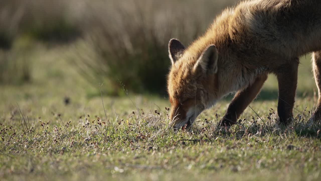 zorro rojo en campo abierto olfateando entre la hierba y comiendo insectos