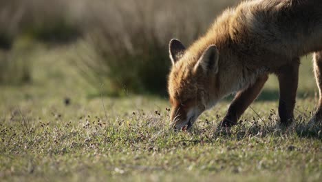 red fox in open field sniffing between grass and eating insects