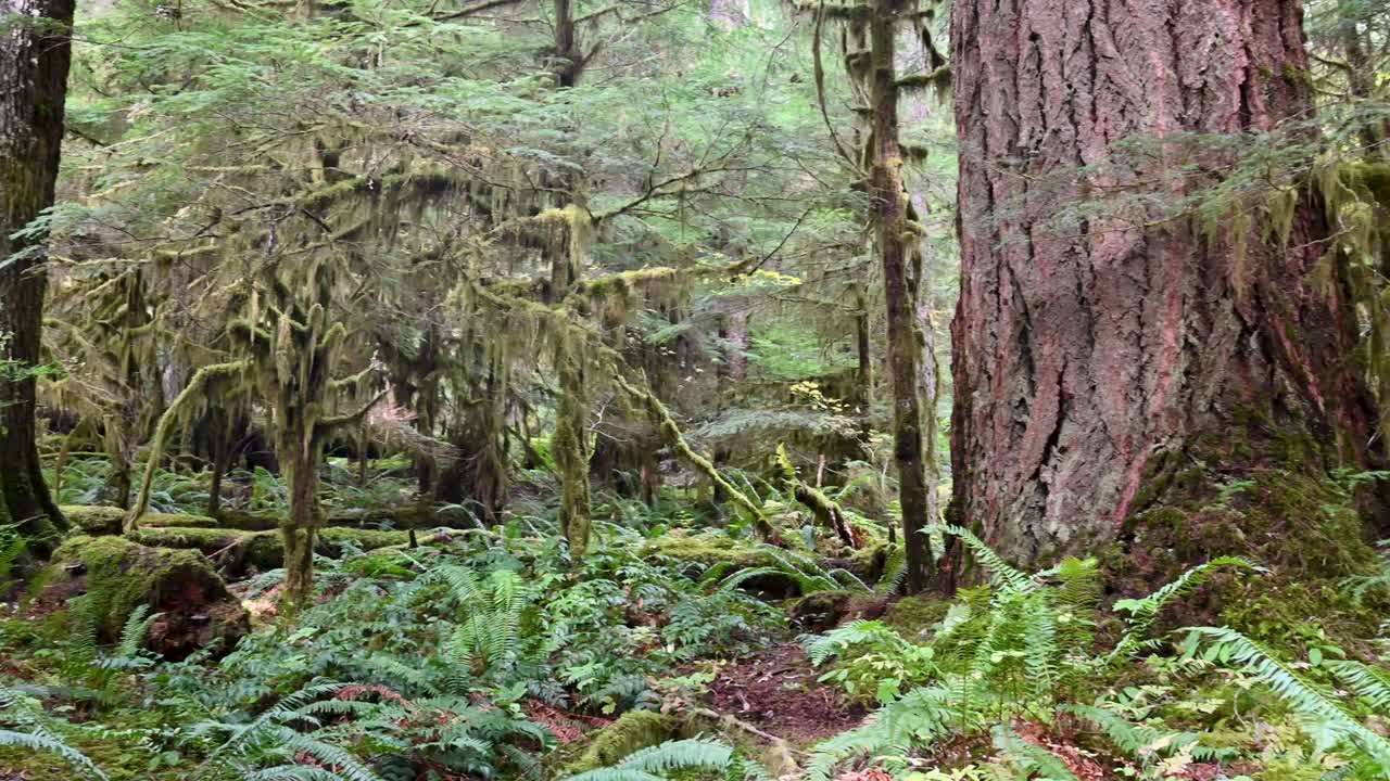 Moss-covered forest floor with massive trees and thick undergrowth in a temperate rainforest