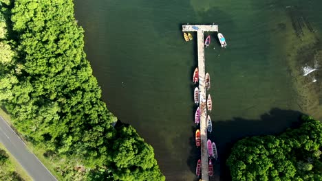 harvesting of sea moss on a farm near the coast of the small island of saint lucia located in the caribbean