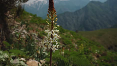 eremurus plant blooms in the mountains of uzbekistan