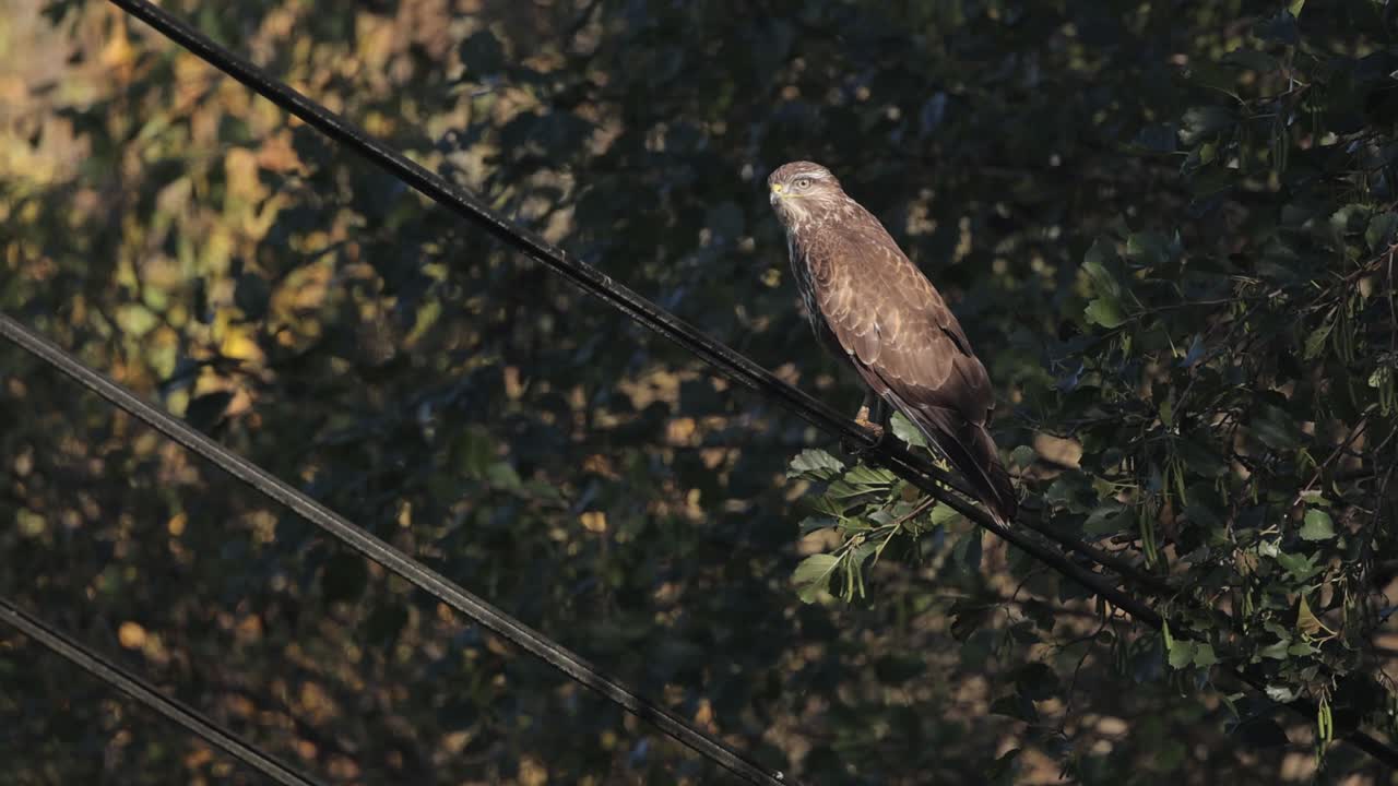 Fjellvåk (buteo buteo) på jakt