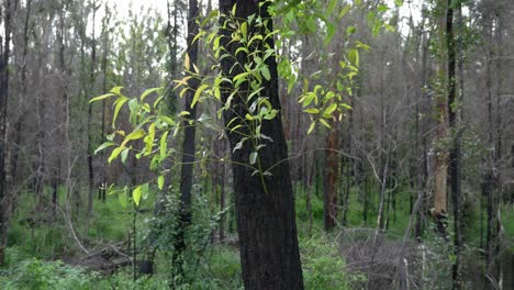 exuberantes hojas verdes de árbol de goma ennegrecido - nuevo crecimiento después de un incendio forestal en qld, australia