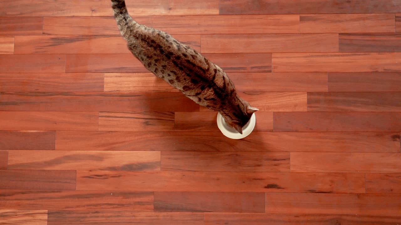 4K Vista superior de un gato de Bengala comiendo comida para gatos de un cuenco en el suelo