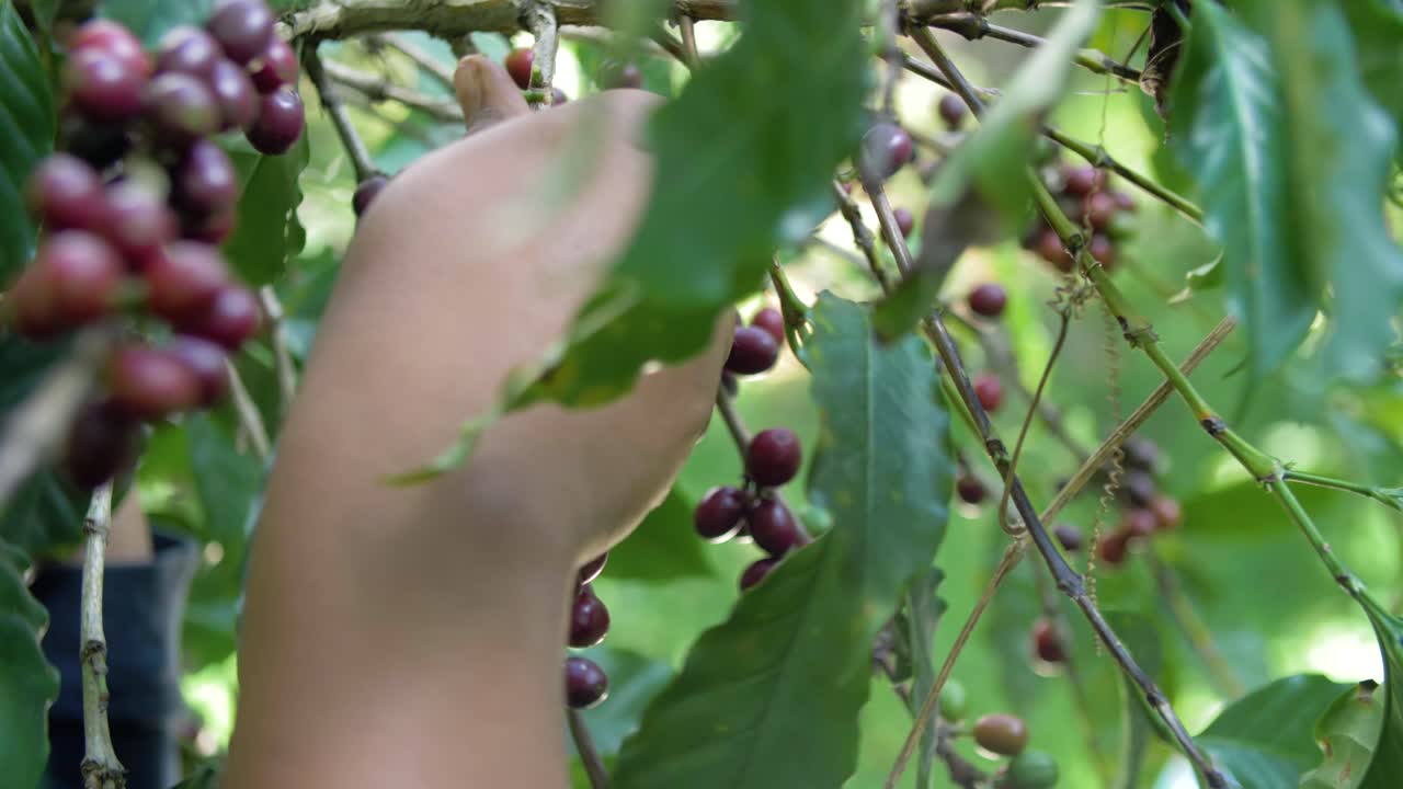 Primo piano delle mani di un contadino che raccolgono chicchi di caffè rossi e maturi dalla pianta in El Salvador.