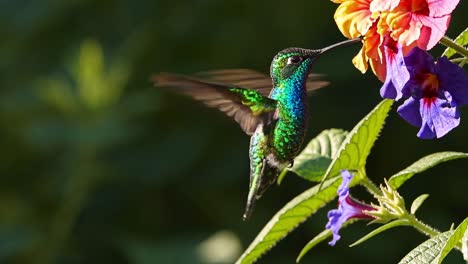 colorful hummingbird feeding on flowers