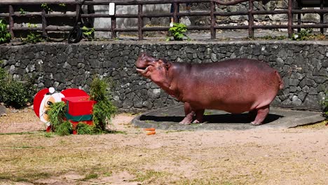 hippo interacts with holiday-themed enrichment at zoo