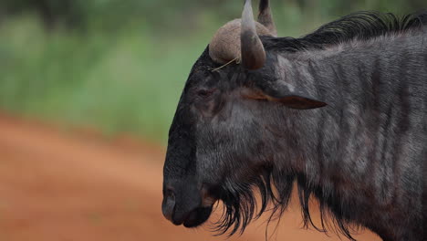 profile of a wildebeest