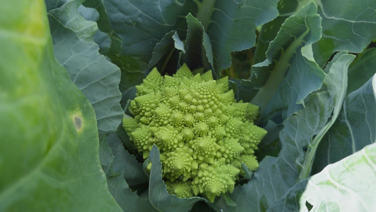 Un primo piano statico di un broccolo romanesco maturo che cresce in un campo fertile a Lier, vicino a Drammen, Norvegia, mostrando i suoi naturali motivi frattali