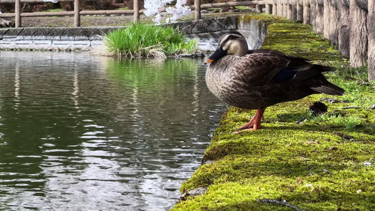 Duck standing on mossy pond edge, calm spring day in Sakura Park, Aomori, Japan