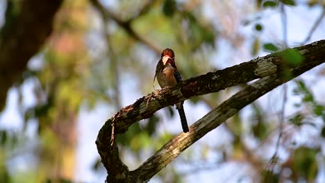 Ein-Baum-Eisvogel-Und-Einer-Der-Schönsten-Vögel-Thailands-In-Den-Tropischen-Regenwäldern