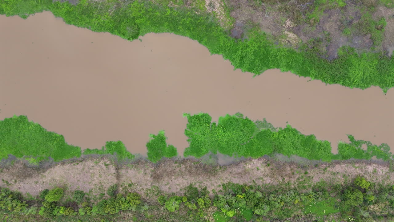 Top down drone view shows water flowing through Delta del Paraná, bordered by vibrant wetland vegetation and forest edges, sediment color due to suspended riverine particles