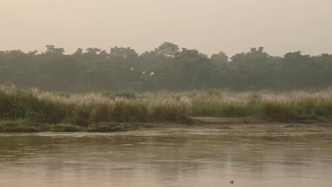 Sunset-Birds-Flying-over-Chitwan-River,-Flock-of-Common-Cattle-Egret-Birds-in-Flight-at-Sunset-in-Chitwan-National-Park,-Birdlife-and-Birds-of-Nepal