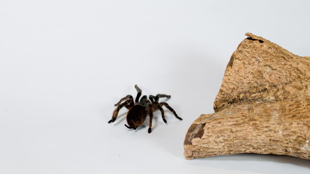 Una tarantola pelosa cammina tranquillamente vicino a un tronco di legno dalla texture particolare su uno sfondo bianco pulito da studio