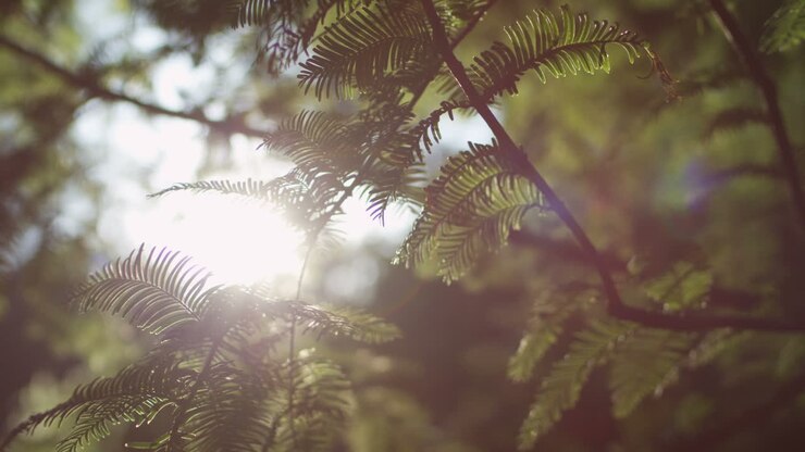 vista ravvicinata di una luce solare che splende attraverso i rami di pino in una soleggiata giornata estiva