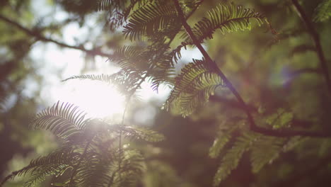 close-up view of a sunlight shining throught the pine branches on a sunny summer day