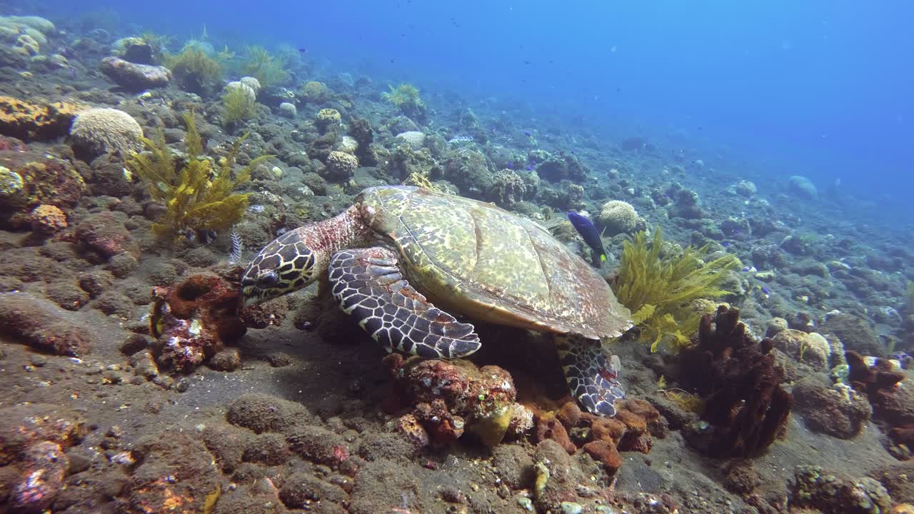 Hawksbill Sea Turtle, Eretmochelys imbricata, resting on dark volcanic sand in Bali