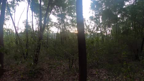 el hermoso y pacífico bosque de niligri, india al atardecer - plano panorámico amplio
