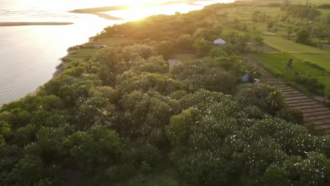 Aerial-view,-flock-of-egrets