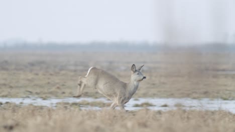 common wild roe deer walking and eating grass on the field in early spring dry grass meadow close up