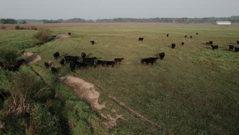 Flug-über-Grünes-Feld-Mit-Grasenden-Kühen