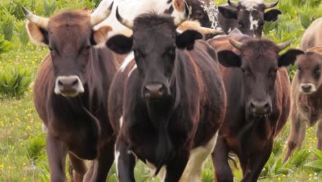 cows together grazing in a field. cows running into the camera.